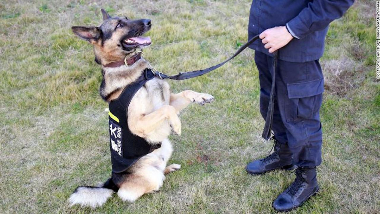 Policía de China subasta perros que no aprobaron su entrenamiento