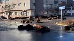 CNNE 1025448 - lobos marinos se toman las calles de mar del plata