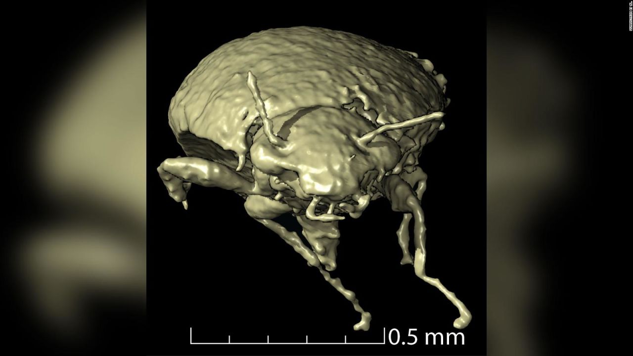 CNNE 1025504 - cientificos encuentran escarabajos en heces fosilizadas