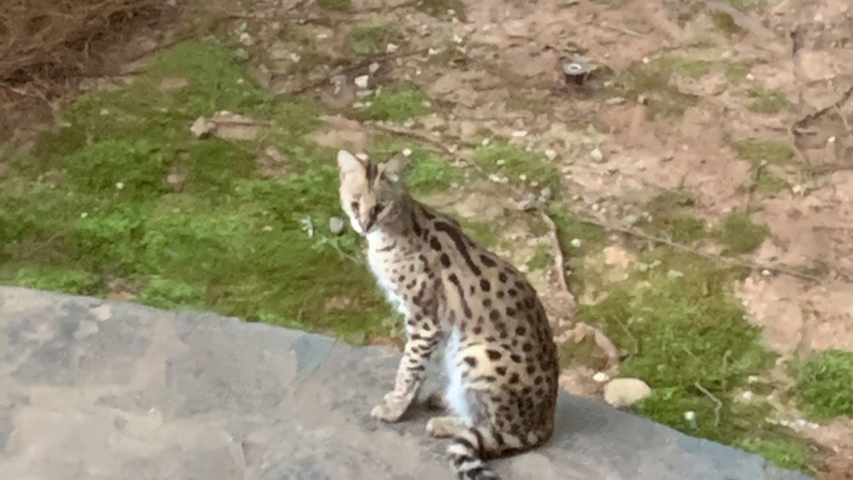 Mujer de Atlanta despierta y encuentra un felino salvaje africano en su cama  | CNN