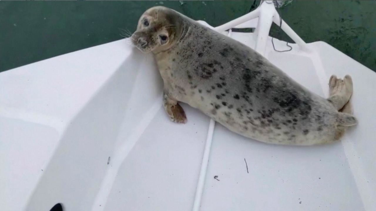 CNNE 1027512 - una foca sorprende a un navegante en su bote