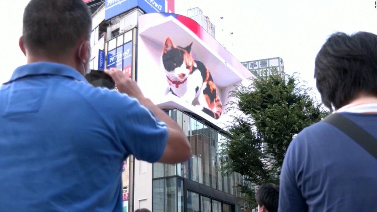 CNNE 1027900 - mira este gato gigante que conquisto las calles de tokio