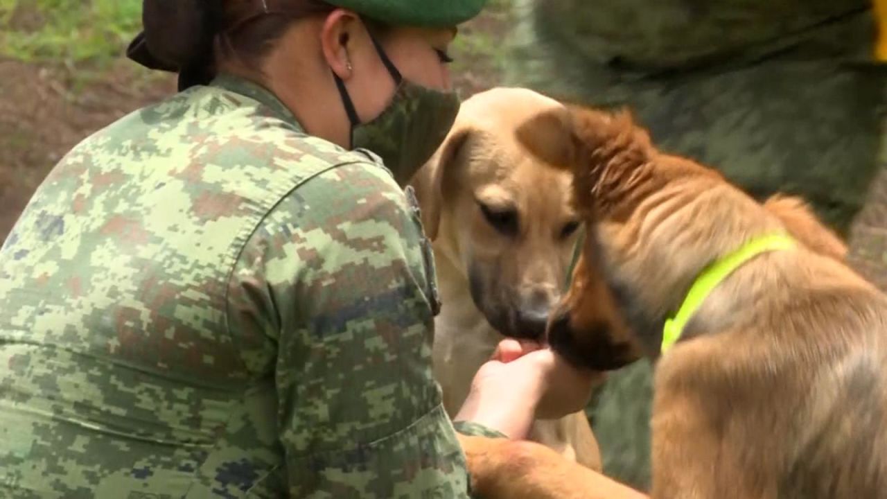 CNNE 1029483 - asi cuidan a estos perritos para que puedas adoptarlos