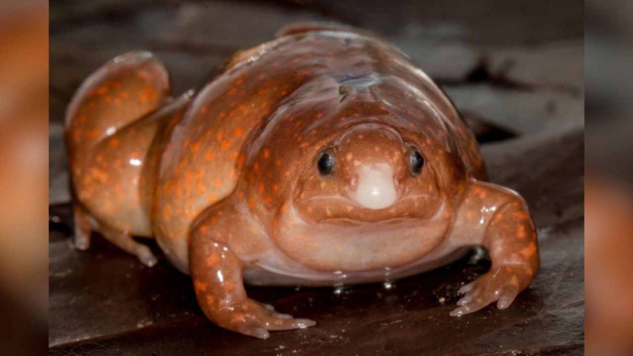 CNNE 1030173 - hallan espeluznante "rana zombie" en el amazonas