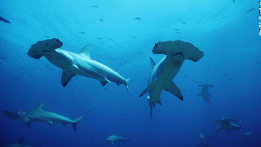 La población de tiburones martillo en el Mar de Cortés, entre Baja California y los estados Sonora y Sinaloa, de México, ha sufrido un fuerte descenso debido a la sobrepesca.