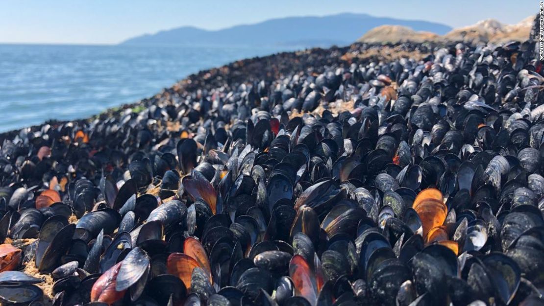 Mejillones muertos cubren la playa de Lighthouse Park en West Vancouver.