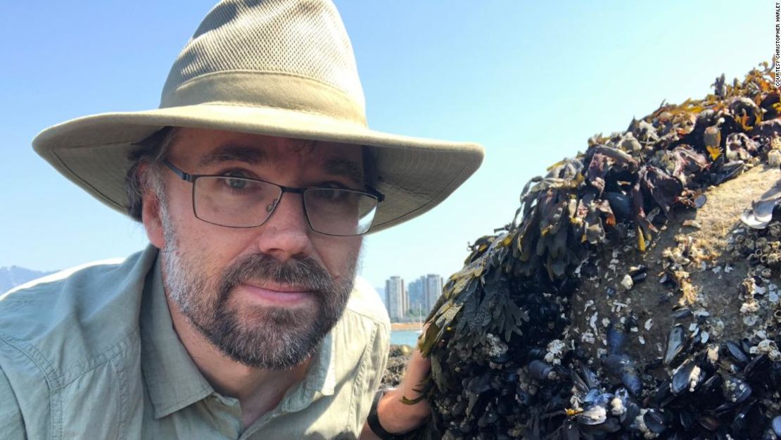 Christopher Harley calcula que 1.000 millones de mejillones, almejas y otros animales pueden haber muerto a causa del calor.