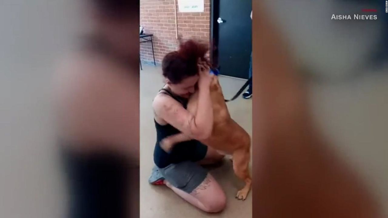 CNNE 1030640 - mira el reencuentro de una mujer con su perro perdido