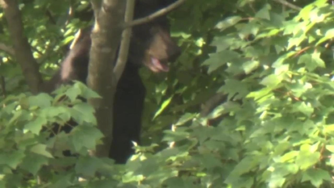 CNNE 1031374 - se atora oso en lo alto de un arbol afuera de hospital