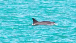 CNNE 1032642 - cierran areas de pesca en habitat de la vaquita marina