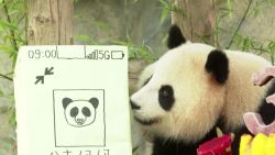 CNNE 1034316 - panda gigante celebra su cumpleanos en shanghai