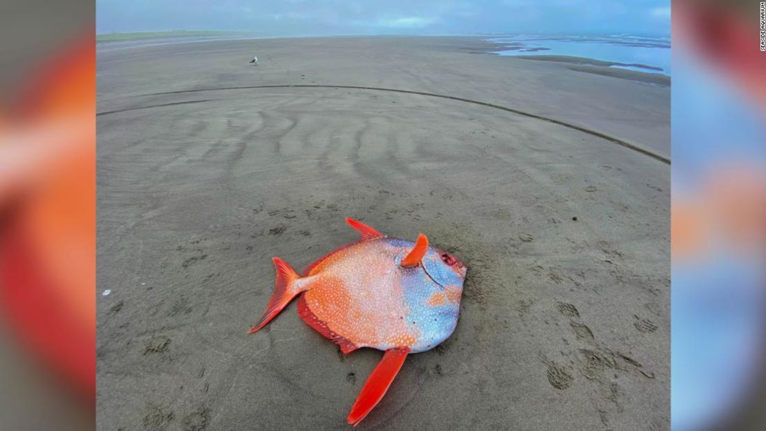 La aparición de este pez en Oregon es un suceso extraño, explicaron desde el Acuario Seaside.