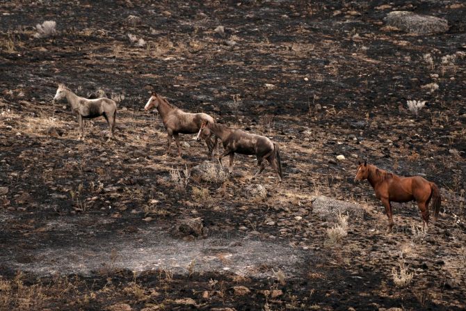 Caballos suben a una ladera quemada por el incendio de Chuweah Creek en el este de Washington.