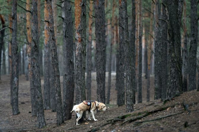 Deep Purple es un perro terapéutico que ayuda a soldados de Ucrania a enfrentar el estrés postraumático.