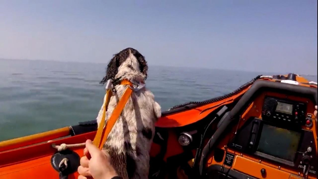 CNNE 1035533 - asi rescatan a un perro perdido en el mar en gales