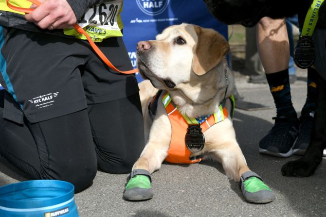 El perro Gus hace parte del programa Guiding Eyes for the Blind.