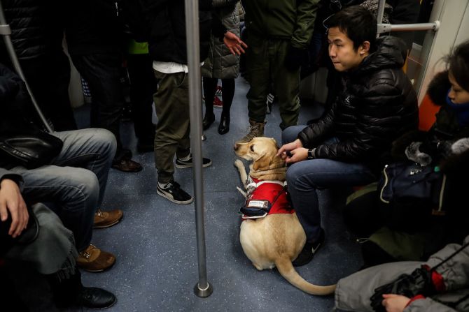 Leinuo, un perro guía, acompaña a su amo a tomar el metro en Shangai, China.