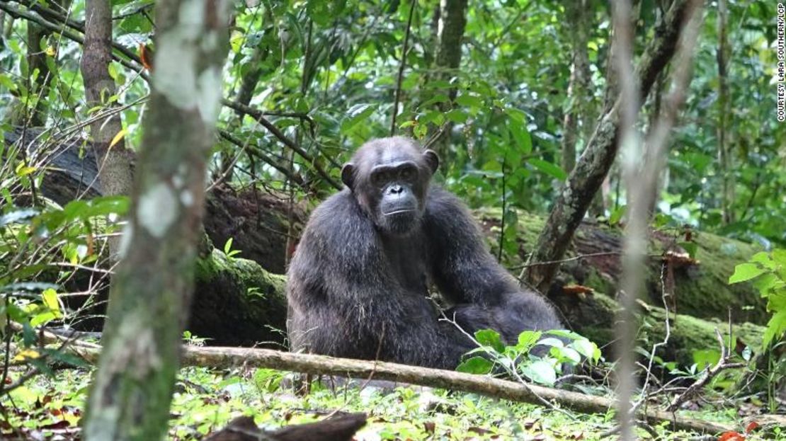 Se observaron chimpancés y gorilas en el Parque Nacional de Loango como parte del estudio.