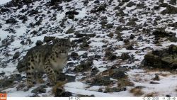 CNNE 1037270 - mira las primeras imagenes de este raro leopardo en anos