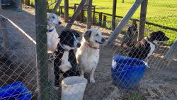 CNNE 1039003 - dia del perro callejero- por que adoptar una mascota