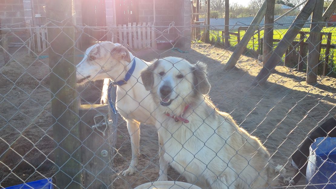 Muchos perros callejeros esperan una familia que les de un hogar