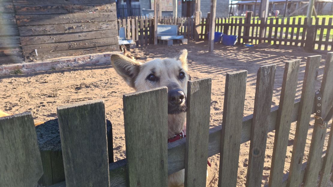 Visitar un centro de adopción de perros es buena idea antes de decidirse a incorporar una mascota a la familia