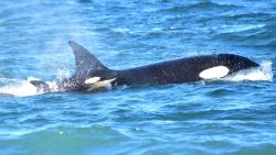 CNNE 1039134 - avistan cria de orca en la patagonia argentina