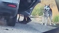 CNNE 1039496 - asi reacciono un perro al ser abandonado (termina bien)