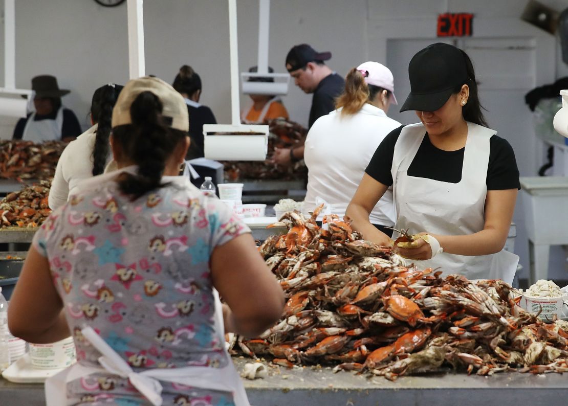 Las mujeres recolectan cangrejos en W.T. Ruark Seafood Co., el 17 de mayo de 2018 en Hoopers Island, Maryland. Debido a un nuevo sistema de lotería este año, varias compañías de mariscos no obtuvieron visas H-2B temporales para su fuerza laboral mayoritariamente mexicana que ha estado viniendo a la costa este de Maryland durante más de dos décadas para recoger la carne de cangrejo que se vende en restaurantes y tiendas en la costa este.