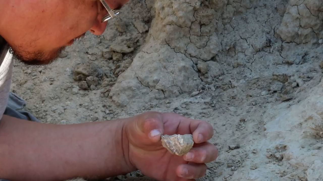 CNNE 1042004 - descubren el fosil de una especie nunca antes vista en argentina- foto- conicet