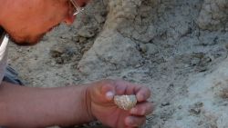 CNNE 1042004 - descubren el fosil de una especie nunca antes vista en argentina- foto- conicet