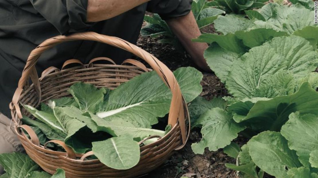 Pacheco cultiva plantas comestibles dentro del ecosistema natural.