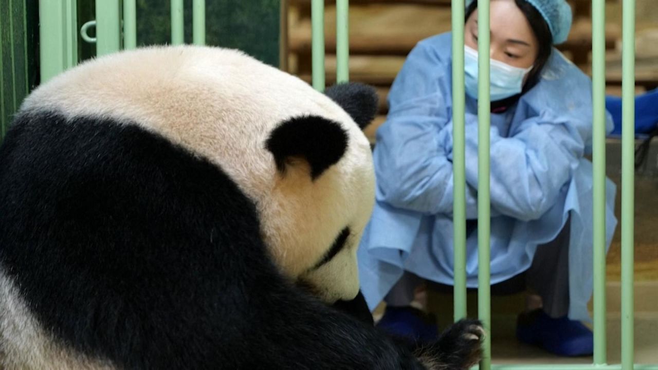 CNNE 1042476 - mira los pandas bebes que nacieron en un zoologico