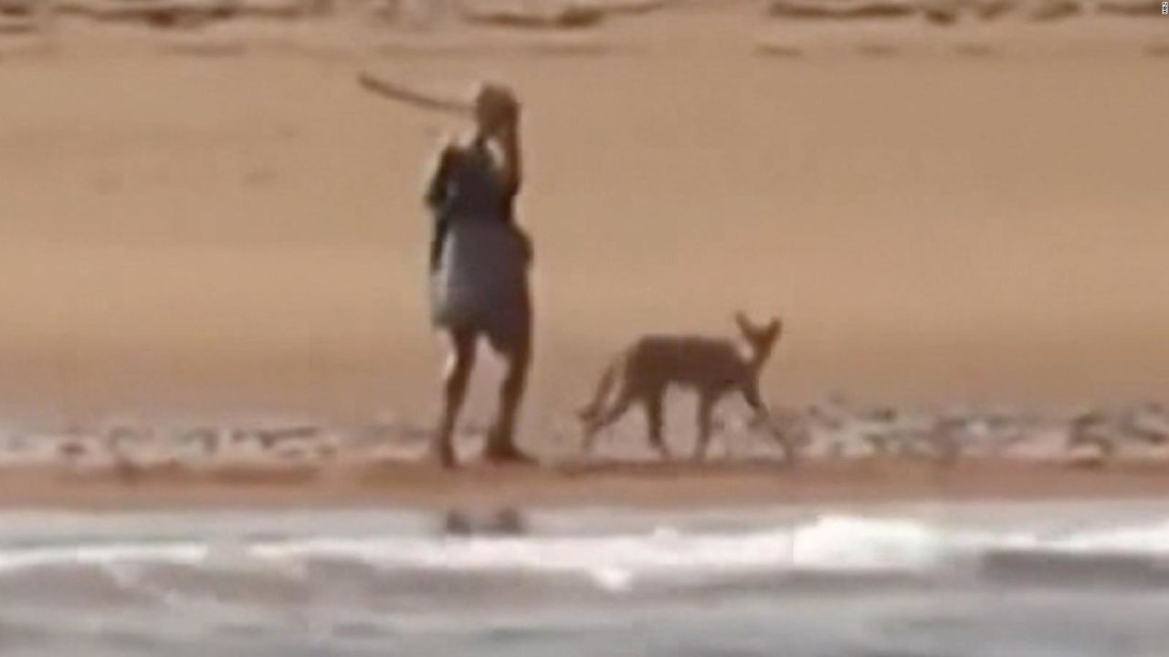 CNNE 1043068 - mira a una mujer defenderse de un coyote con un palo