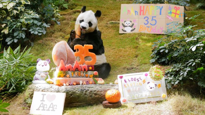 El panda de zoológico más longevo del mundo cumple 35 años | cnn
