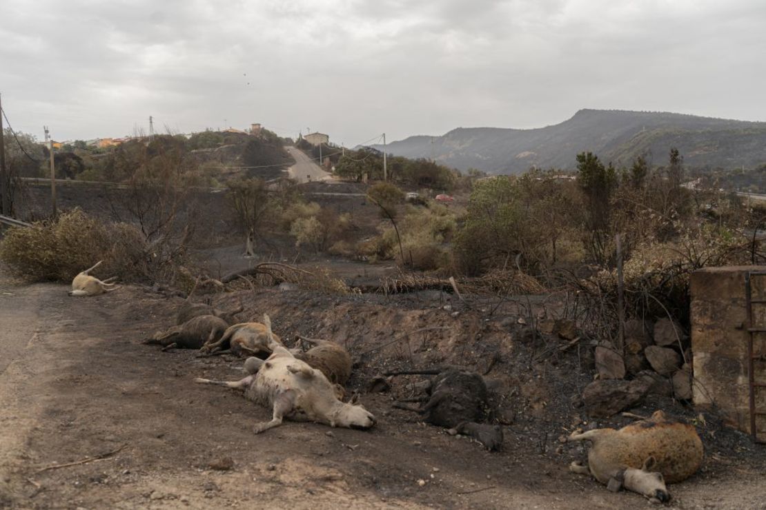 Ovejas muertas por causa de los incendios cerca del pueblo de Cuglieri, Italia, el 26 de julio de 2021.