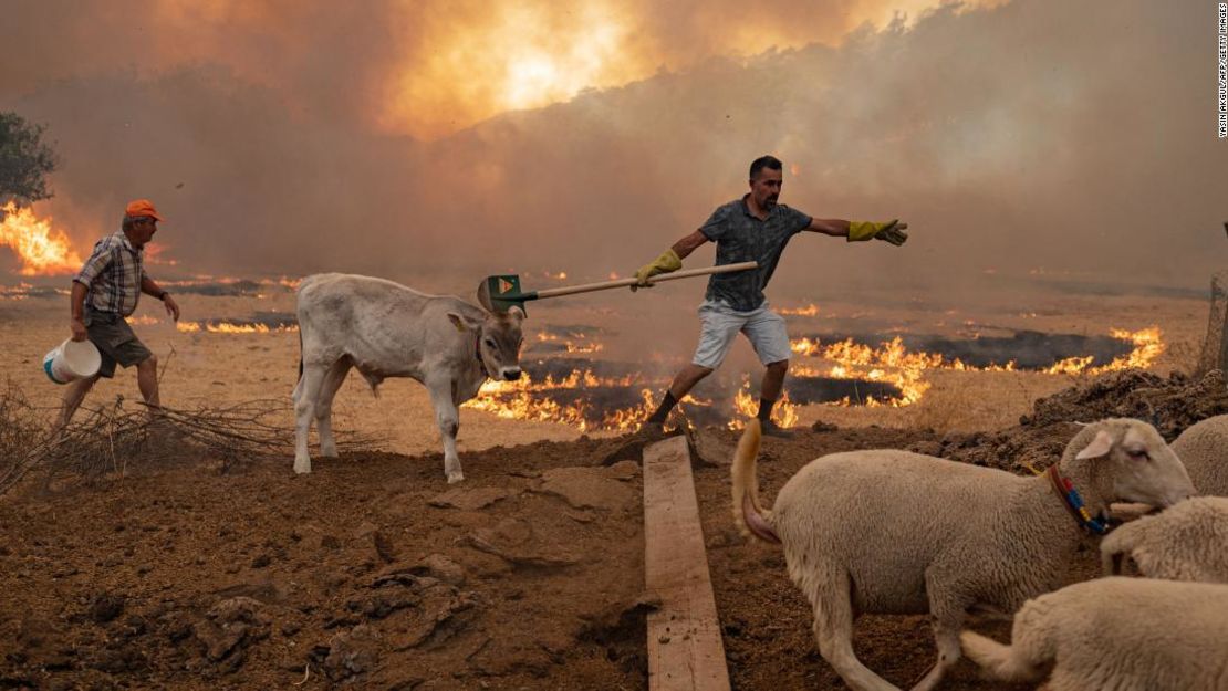 Un hombre aleja a su ganado de un incendio que avanza el 2 de agosto en Mugla, distrito de Marmaris, mientras la Unión Europea enviaba ayuda a Turquía y voluntarios se unían a los bomberos.