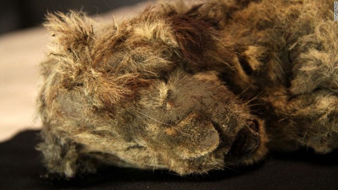 Un cachorro de león de las cavernas fue encontrado en Siberia con los bigotes aún intactos. Tiene más de 28.000 años