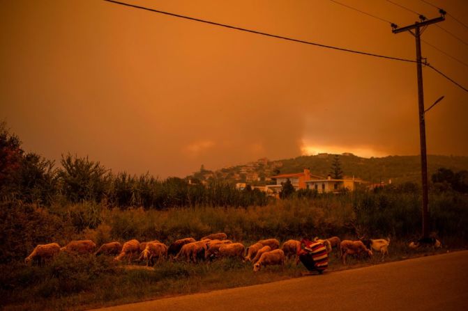 Un pastor cuida a sus ovejas mientras el fuego arde cerca, en el pueblo de Pefki, en la isla de Evia.