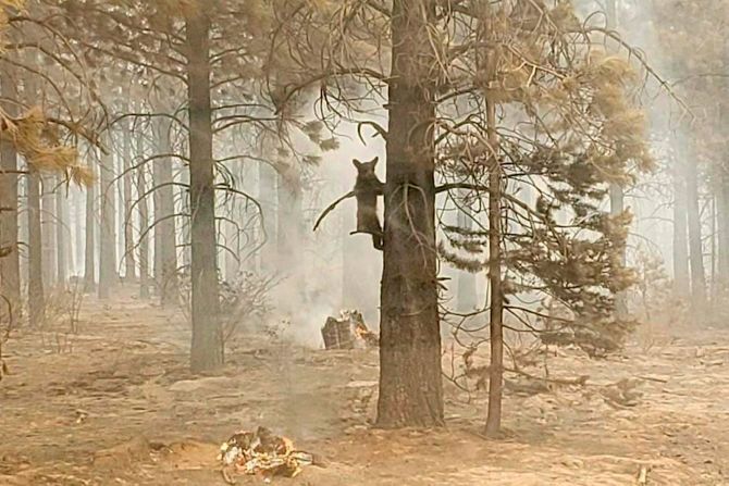 Un cachorro de oso se aferra a un árbol después de ser descubierto por un oficial de seguridad en el incendio Bootleg en Oregon. Foto de Bryan Daniels / AP