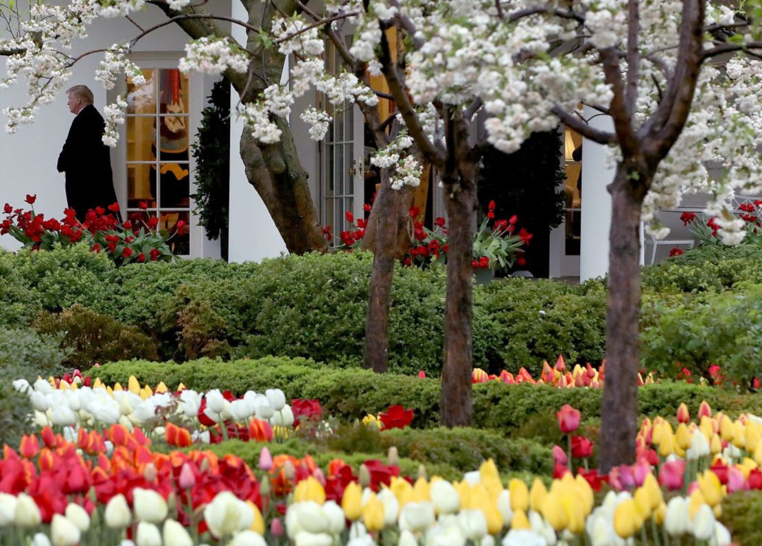 Las flores florecen en el jardín de rosas mientras el presidente de Estados Unidos, Donald Trump, sale de la Oficina Oval el 16 de abril de 2018 en la ciudad de Washington.