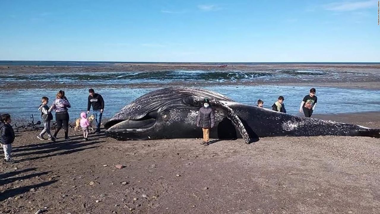 CNNE 1050783 - las causas de la muerte de ballenas en sudamerica