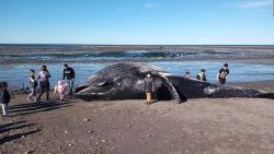 CNNE 1050783 - las causas de la muerte de ballenas en sudamerica