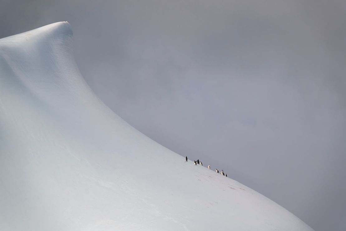 Los pingüinos suben juntos a un iceberg en la isla del Elefante.