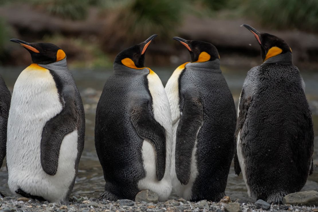 Los pingüinos rey son fotografiados en la isla de Georgia del Sur, de camino a la Antártida. Seaman tomó estas imágenes mientras viajaba en el MS Fram de Hurtigruten.