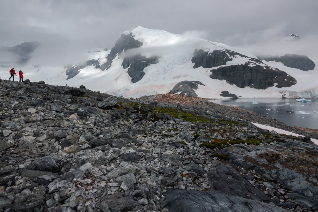 Seaman se sorprendió al ver tan poca nieve en el suelo cuando visitó la isla de Cuverville. Se puede ver el musgo verde prosperando en el primer plano. Las algas de nieve rosadas están en la montaña del fondo.