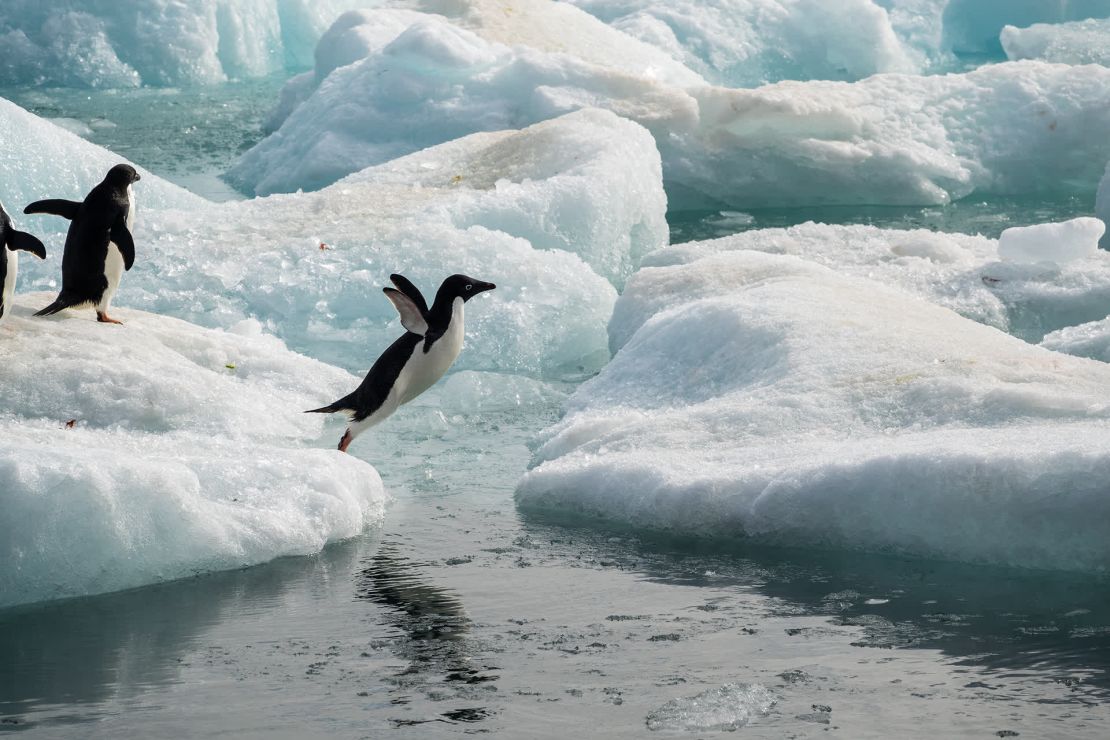 Un pingüino de Adelia salta sobre el agua en Brown Bluff, en la península antártica.