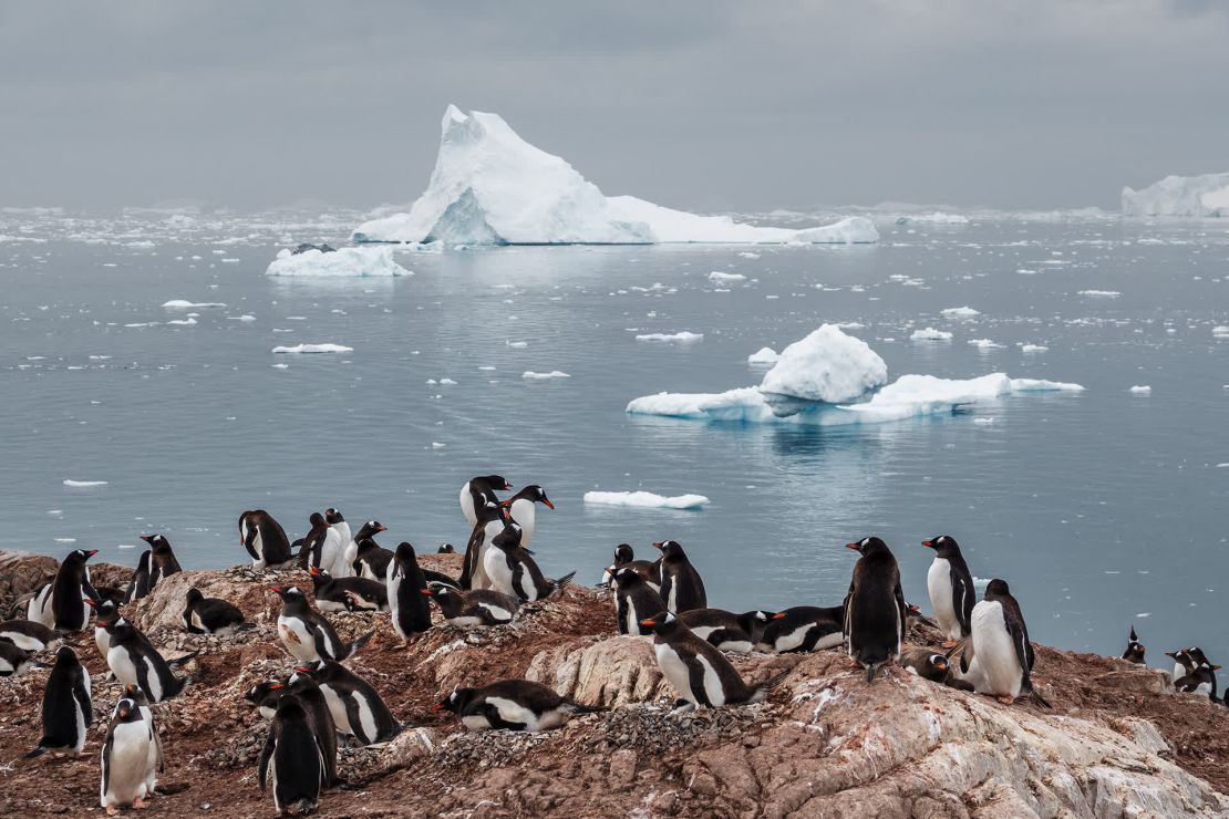 Los pingüinos papúa anidan en el puerto de Neko. Les va mejor que a las otras especies de pingüinos del continente. De hecho, su población aumentó de 2019 a 2020, según la organización sin ánimo de lucro Oceanites.