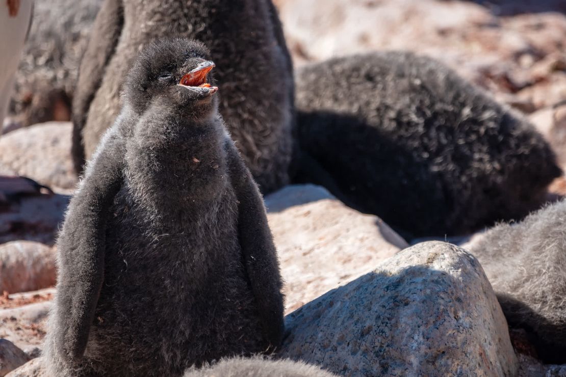 Un polluelo de Adelia intenta refrescarse mientras las temperaturas se disparan en la isla Paulet.