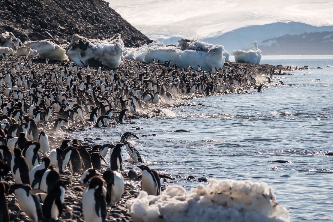 Los pingüinos de Adelia intentan combatir el calor en la isla de Paulet.